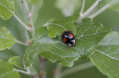 Coccinelle à deux points Adalia bipunctata (Linnaeus, 1758)