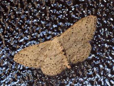 Vieillie (La) , Voisine (La) Idaea seriata (Schrank, 1802)