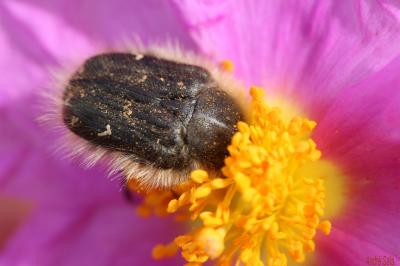  Tropinota hirta (Poda, 1761)