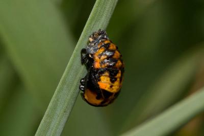 Coccinelle à 7 points, Coccinelle, Bête à bon Dieu Coccinella septempunctata Linnaeus, 1758