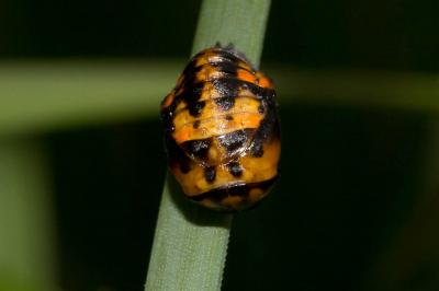 Coccinelle à 7 points, Coccinelle, Bête à bon Dieu Coccinella septempunctata Linnaeus, 1758