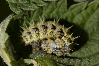 Vulcain (Le), Amiral (L'), Vanesse Vulcain (La), C Vanessa atalanta (Linnaeus, 1758)