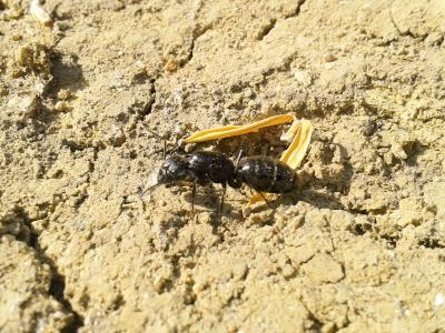  Camponotus vagus (Scopoli, 1763)