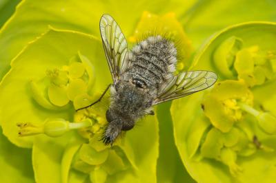  Conophorus virescens (Fabricius, 1789)