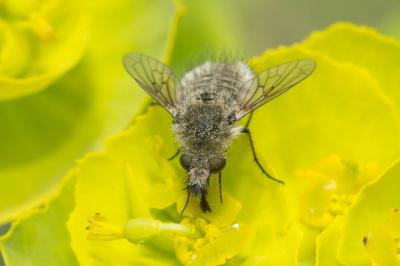  Conophorus virescens (Fabricius, 1789)