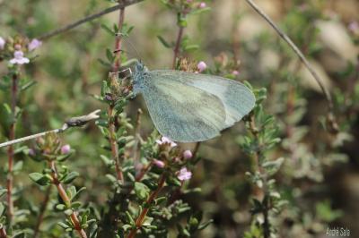 Piéride du Lotier (La), Piéride de la Moutarde (La Leptidea sinapis (Linnaeus, 1758)