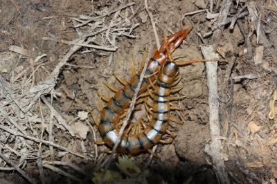  Scolopendra cingulata Latreille, 1789