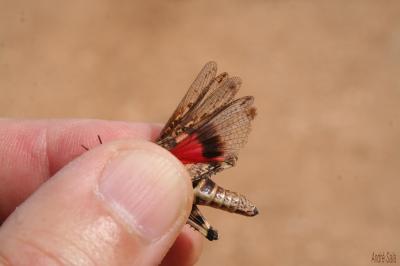 OEdipode grenadine, OEdipode milanaise Acrotylus insubricus (Scopoli, 1786)