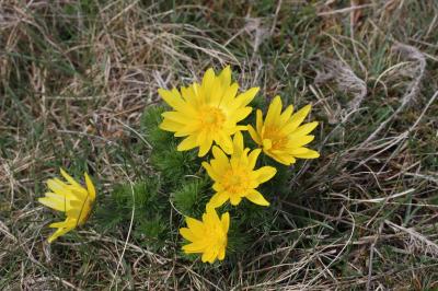 Grand Oeil-de-boeuf, Adonis de printemps, Adonis p Adonis vernalis L., 1753