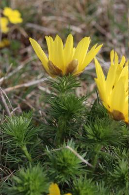 Grand Oeil-de-boeuf, Adonis de printemps, Adonis p Adonis vernalis L., 1753