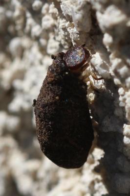 Chrysomèles Chrysomelidae Latreille, 1802