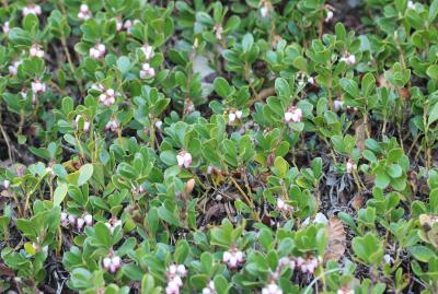 Raisin d'ours, Arbousier traînant Arctostaphylos uva-ursi (L.) Spreng., 1825