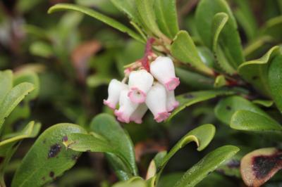 Raisin d'ours, Arbousier traînant Arctostaphylos uva-ursi (L.) Spreng., 1825