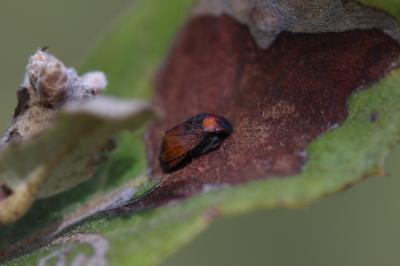  Penthimia nigra (Goeze, 1778)