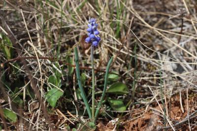 Muscari faux-botryde, Muscari botryoïde, Muscari e Muscari botryoides (L.) Mill., 1768