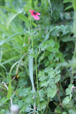 Pavot hybride Papaver hybridum L., 1753