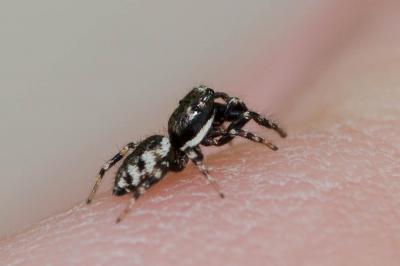  Salticus zebraneus (C.L. Koch, 1837)
