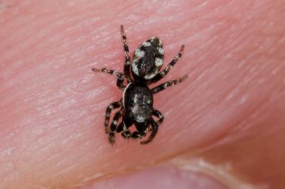  Salticus zebraneus (C.L. Koch, 1837)