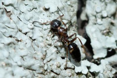  Colobopsis truncata (Spinola, 1808)