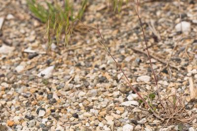 Brome des toits Anisantha tectorum (L.) Nevski, 1934