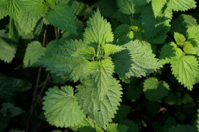 Ortie dioïque, Grande ortie Urtica dioica L., 1753