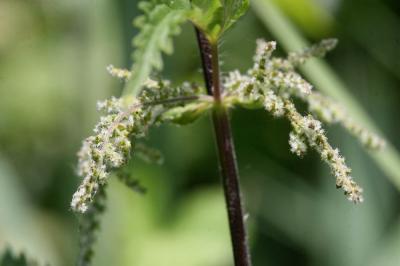 Ortie dioïque, Grande ortie Urtica dioica L., 1753
