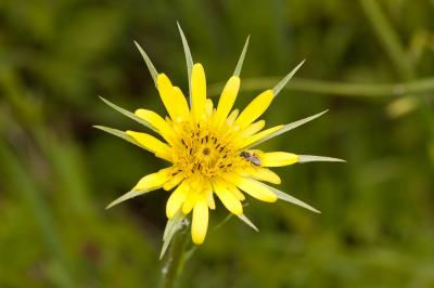 Grand salsifis, Salsifis douteux Tragopogon dubius Scop., 1772