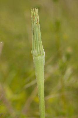 Grand salsifis, Salsifis douteux Tragopogon dubius Scop., 1772