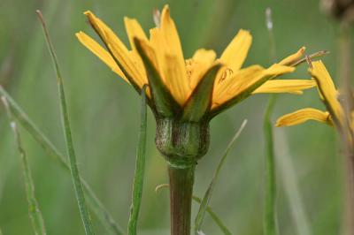 Salsifis des prés Tragopogon pratensis L., 1753