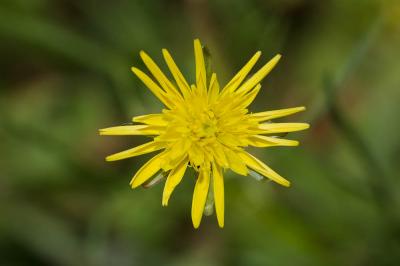 Scorzonère à feuilles de Chausse-trape Podospermum laciniatum (L.) DC., 1805
