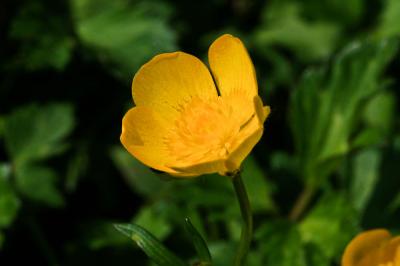 Renoncule rampante Ranunculus repens L., 1753