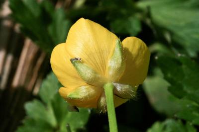 Renoncule rampante Ranunculus repens L., 1753