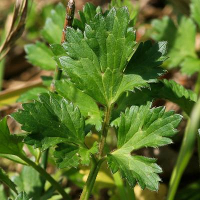 Renoncule rampante Ranunculus repens L., 1753