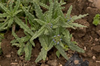 Lycopside des champs Lycopsis arvensis L., 1753