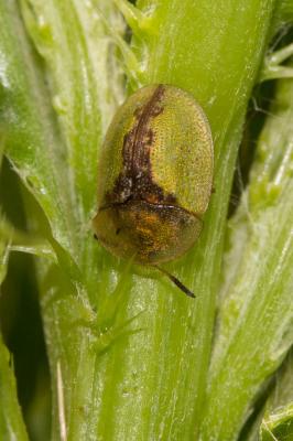  Cassida vibex Linnaeus, 1767