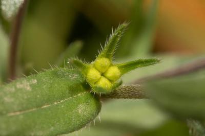  Buglossoides arvensis subsp. arvensis (L.) I.M.Johnst., 1954