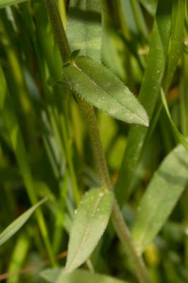  Buglossoides arvensis subsp. arvensis (L.) I.M.Johnst., 1954