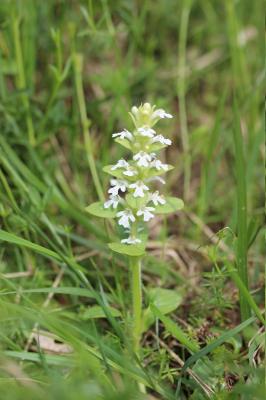 Bugle rampante, Consyre moyenne Ajuga reptans L., 1753