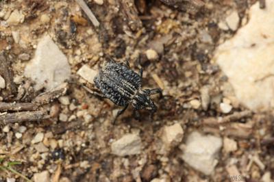  Brachycerus undatus Fabricius, 1798
