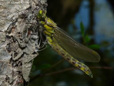 Gomphe vulgaire (Le) Gomphus vulgatissimus (Linnaeus, 1758)