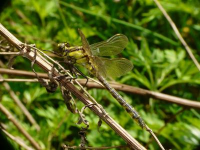 Gomphe vulgaire (Le) Gomphus vulgatissimus (Linnaeus, 1758)