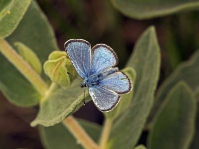 Azuré de la Badasse (L') Glaucopsyche melanops (Boisduval, 1828)