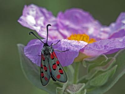 Zygène de l'Esparcette (La), Zygène de la Dorycnie Zygaena rhadamanthus (Esper, 1789)