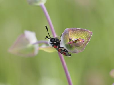 Zygène de l'Esparcette (La), Zygène de la Dorycnie Zygaena rhadamanthus (Esper, 1789)