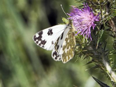 Marbré-de-vert (Le), Piéride du Réséda (La), Marbr Pontia daplidice (Linnaeus, 1758)