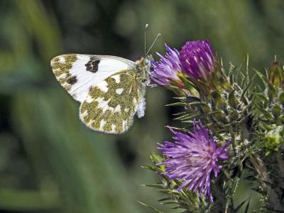 Marbré-de-vert (Le), Piéride du Réséda (La), Marbr Pontia daplidice (Linnaeus, 1758)