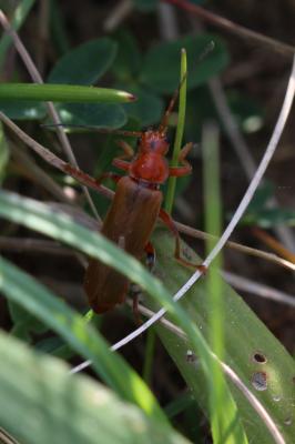  Cantharis livida Linnaeus, 1758