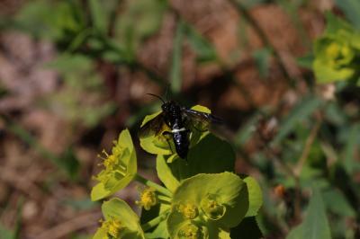  Cephaledo bifasciata bifasciata (Müller, 1766)