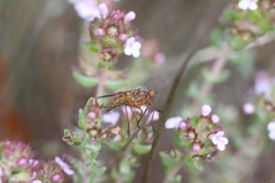  Empis confusa Loew, 1865