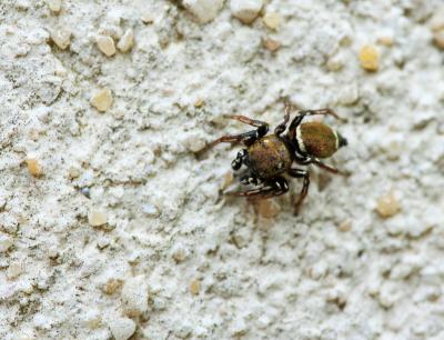  Heliophanus tribulosus Simon, 1868